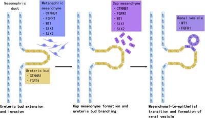 Biomarkers for patients with Wilms tumor: a review